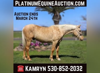 American Quarter Horse, Ruin, 5 Jaar, Palomino, in Pleasant Grove MO,