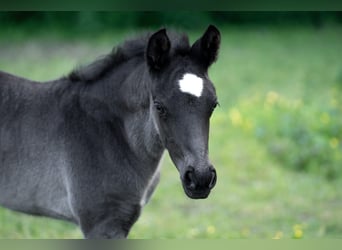 Deutsches Reitpony, Hengst, Fohlen (04/2026), 146 cm, Rappe, in Grevenbroich