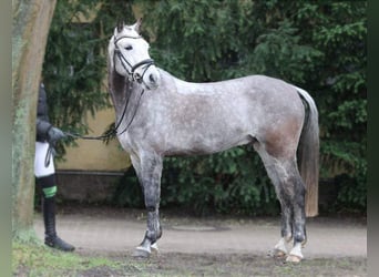 German Riding Pony, Gelding, 9 years, 14.2 hh, Gray-Dapple, in Sieversdorf-Hohenofen,
