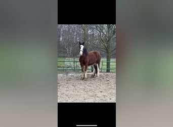 Clydesdale, Étalon, 2 Ans, 162 cm, Bai, in Issum