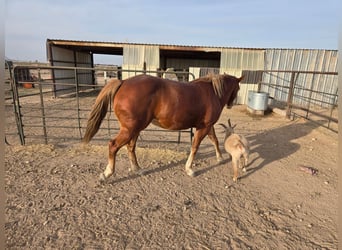 American Quarter Horse, Wallach, 8 Jahre, 152 cm, Brauner, in Fort Worth Texas,