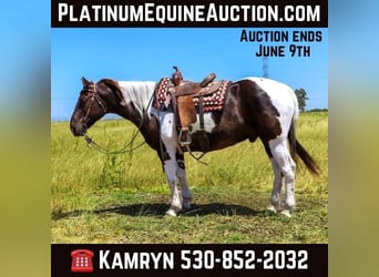 Quarter horse américain, Hongre, 12 Ans, 155 cm, Tobiano-toutes couleurs, in pleasant grove CA,