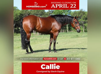 American Quarter Horse, Mare, 14 years, 14.2 hh, Bay, in Whitesboro,