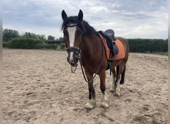 Tinker, Ruin, 4 Jaar, 145 cm, Bruin, in Trebbin