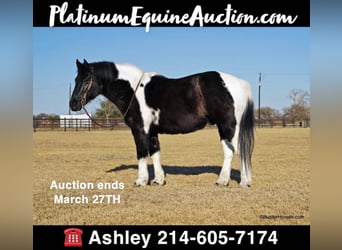 Draft Horse, Gelding, 17 years, Tobiano-all-colors, in Weatherford TX,