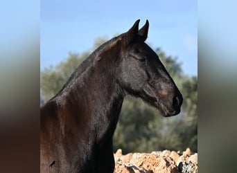 Menorquin, Klacz, 19 lat, 160 cm, Kara, in Menorca