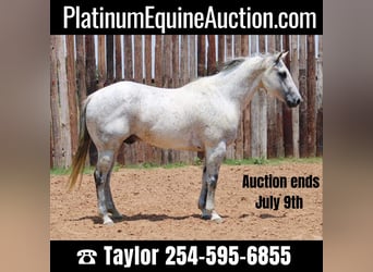 American Quarter Horse, Wallach, 13 Jahre, 150 cm, Apfelschimmel, in Morgan Mill TX,