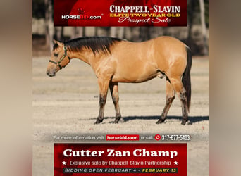 American Quarter Horse, Stallion, 2 years, 14.2 hh, Buckskin, in Whitesboro,