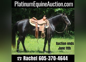 American Quarter Horse, Gelding, 5 years, 13.1 hh, Black, in Rusk TX,