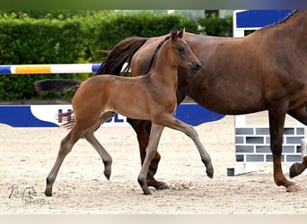 Mare 