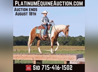 Paint Horse, Stute, 7 Jahre, Palomino, in Adair Ok