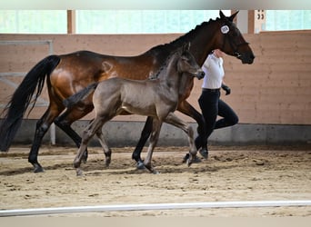 Trakehner, Hengst, veulen (05/2024), 170 cm, Zwartbruin, in Hilden,