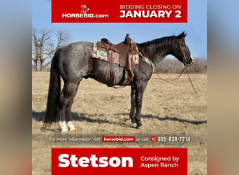 Quarter horse américain Croisé, Hongre, 15 Ans, 152 cm, Rouan Bleu, in Valley Springs, SD,