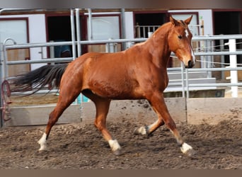 Franches-Montagnes, Jument, 3 Ans, 155 cm, Bai, in Balsthal,