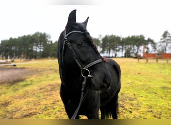 Other Breeds, Gelding, 5 years, 14.1 hh, Black, in palanga,