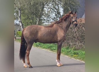 Deutsches Sportpferd, Wallach, 8 Jahre, 172 cm, Dunkelfuchs, in Someren