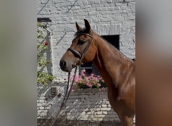 Oldenburger Springpaard, Ruin, 7 Jaar, 170 cm, Bruin, in Bergisch Gladbach