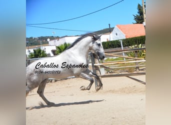 PRE, Stallion, 4 years, 16 hh, Gray, in Vejer de la Frontera,
