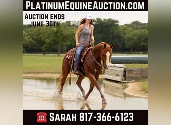 American Quarter Horse, Wallach, 11 Jahre, 155 cm, Dunkelfuchs, in WEATHERFORD, TX,