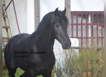 PRE, Stallion, 4 years, 16 hh, Gray-Dark-Tan, in Vejer de la Frontera,