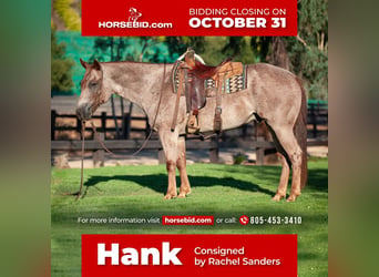 American Quarter Horse, Gelding, 10 years, 15 hh, Roan-Red, in Joshua, TX,