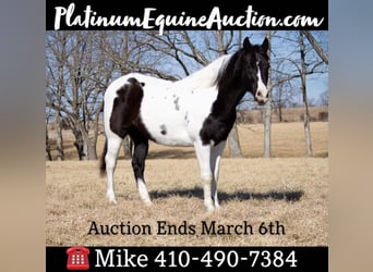 Quarter horse américain, Hongre, 14 Ans, Tobiano-toutes couleurs, in Mountain Grove, MO,