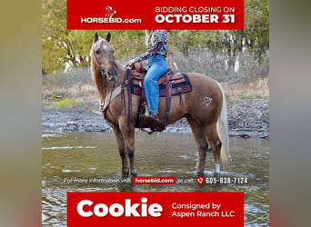 Quarter horse américain Croisé, Hongre, 13 Ans, 152 cm, Palomino, in Valley Springs, SD,