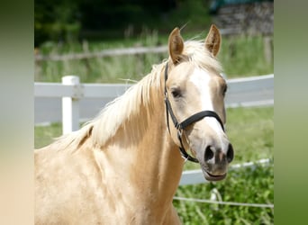 Westfale, Stute, 3 Jahre, 162 cm, Palomino, in Borgentreich