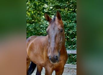 Hannoveraner, Stute, 8 Jahre, 174 cm, Dunkelbrauner, in Bad Homburg vor der Höhe,