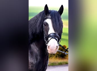 Tinker, Wallach, 9 Jahre, 148 cm, Rappe, in Warendorf