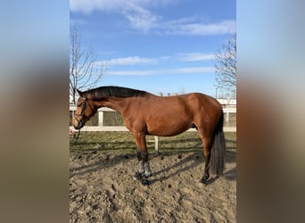 Hongaars sportpaard, Hengst, 3 Jaar, 172 cm, Roodbruin, in Dévaványa