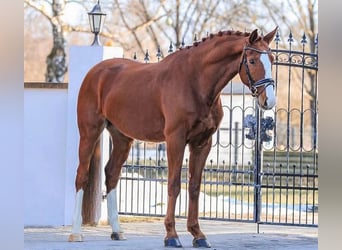 Gelding 7 years
