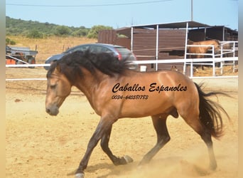 PRE, Semental, 5 años, 163 cm, Buckskin/Bayo, in Vejer de la Frontera