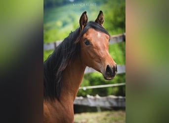Arabian horses, Mare, 2 years, 14.3 hh, Brown, in Koprivnica,