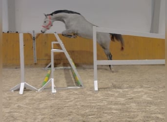 Caballo de deporte alemán, Yegua, 4 años, Tordo, in Głubczyn,