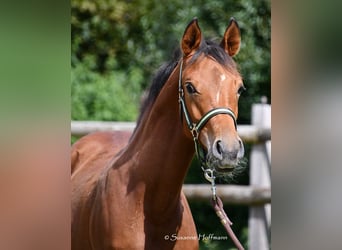 Arabian horses, Stallion, Foal (02/2024), 15,1 hh, Brown, in Mörsdorf,