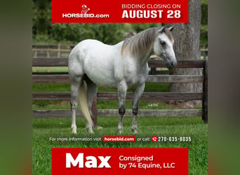 Quarter horse américain, Hongre, 7 Ans, 152 cm, Gris, in Madisonville, KY,