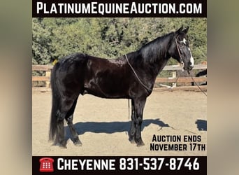 American Quarter Horse, Wallach, 11 Jahre, 152 cm, Rappe, in Bitterwater CA,