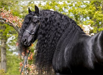 THOMAS G.T., Friesian horses, Stallion, Black, in Geldern,