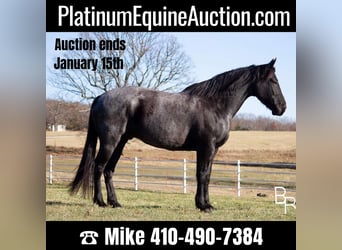 Draft Horse, Gelding, 10 years, Roan-Blue, in Mt Grove MO,