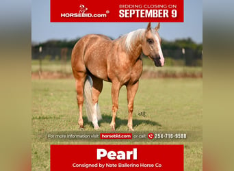 American Quarter Horse, Stute, 4 Jahre, 142 cm, Palomino, in Waco, TX,