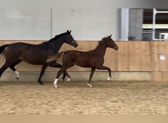 Duits sportpaard, Merrie, 1 Jaar, Donkere-vos, in Jengen,