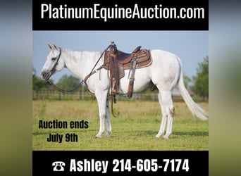 Quarter horse américain, Hongre, 8 Ans, 145 cm, Gris, in Weatherford TX,