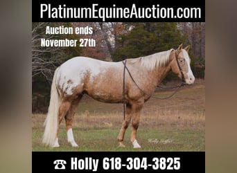 Quarter horse américain, Hongre, 10 Ans, 152 cm, Palomino, in Greenville Ky,