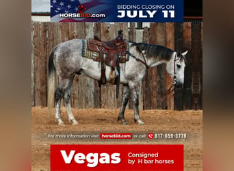 Quarter horse américain, Hongre, 8 Ans, 150 cm, Gris, in Pilot Point, TX,