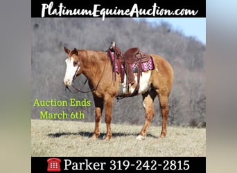 Quarter horse américain, Hongre, 9 Ans, Isabelle, in Brodhead, KY,