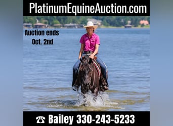 American Quarter Horse, Gelding, 5 years, 14.2 hh, Black, in Huntsville TX,
