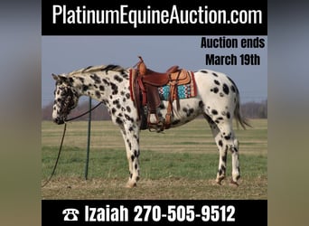 American Quarter Horse, Mare, 6 years, 15.1 hh, Leopard-Piebald, in Sonora KY,