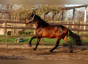 PRE Mix, Hengst, 3 Jahre, 162 cm, Brauner, in Brandis