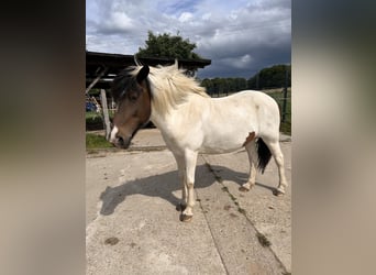 Islandpferd, Stute, 19 Jahre, 139 cm, Schecke, in WeyerbuschMehren